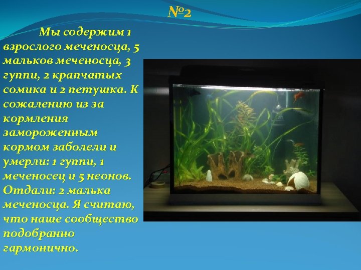 № 2 Мы содержим 1 взрослого меченосца, 5 мальков меченосца, 3 гуппи, 2 крапчатых