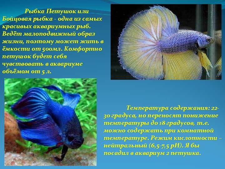 Рыбка Петушок или Бойцовая рыбка - одна из самых красивых аквариумных рыб. Ведёт малоподвижный