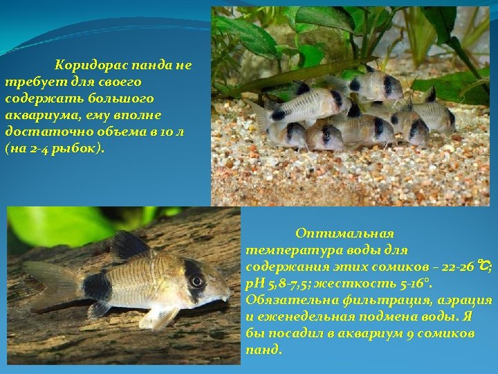 Коридорас панда не требует для своего содержать большого аквариума, ему вполне достаточно объема в