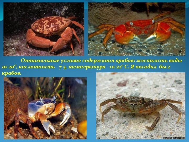 Оптимальные условия содержания крабов: жесткость воды 10 -20°, кислотность - 7 -3, температура -