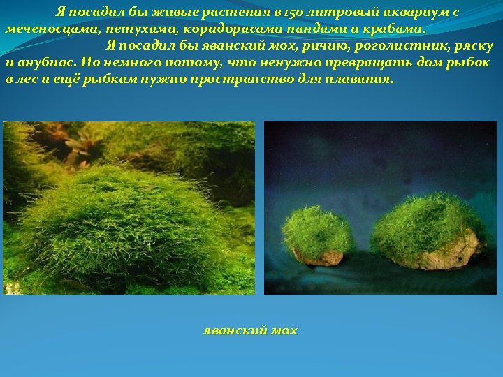 Я посадил бы живые растения в 150 литровый аквариум с меченосцами, петухами, коридорасами пандами