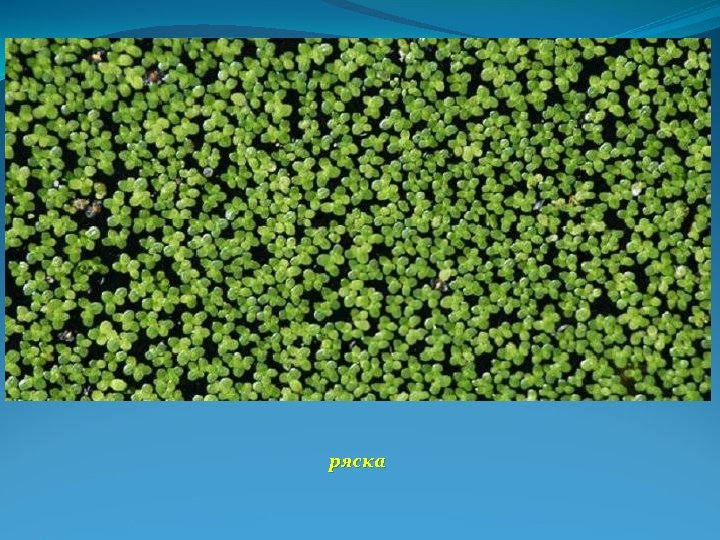 ряска 