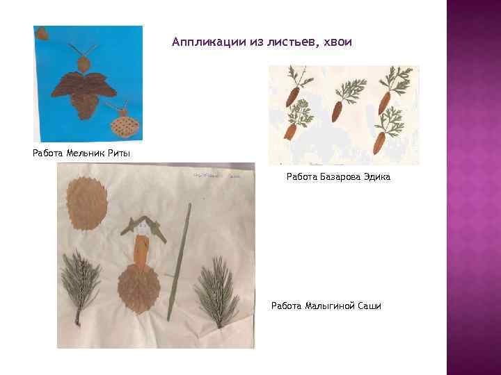 Аппликации из листьев, хвои Работа Мельник Риты Работа Базарова Эдика Работа Малыгиной Саши 