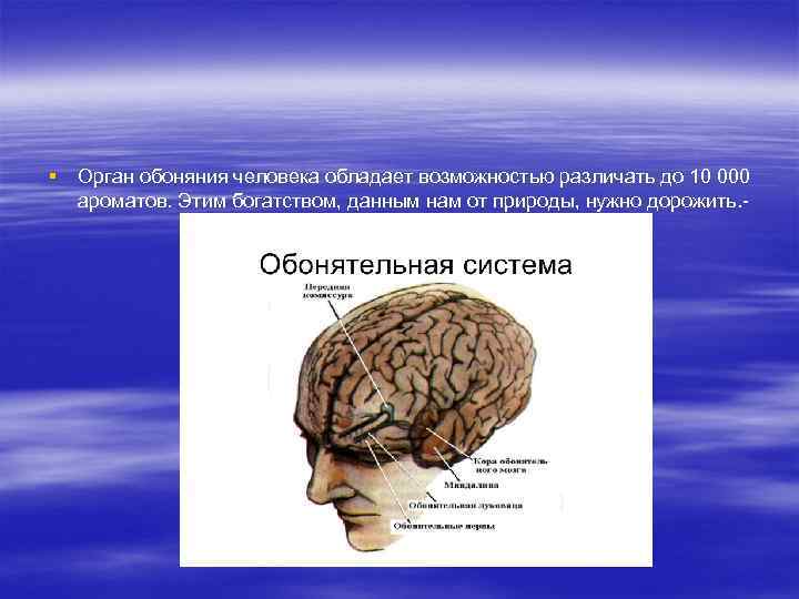 § Орган обоняния человека обладает возможностью различать до 10 000 ароматов. Этим богатством, данным