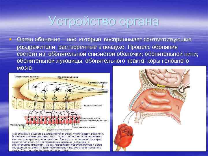 Устройство органа § Орган обоняния – нос, который воспринимает соответствующие раздражители, растворенные в воздухе.