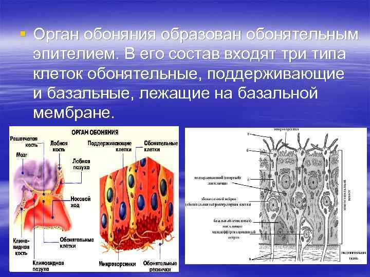 § Орган обоняния образован обонятельным эпителием. В его состав входят три типа клеток обонятельные,