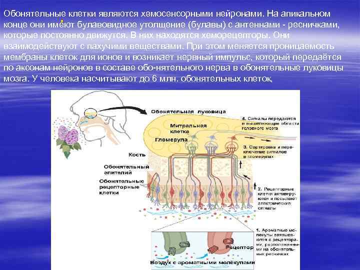 Обонятельные клетки являются хемосенсорными нейронами. На апикальном § конце они имеют булавовидное утолщение (булавы)