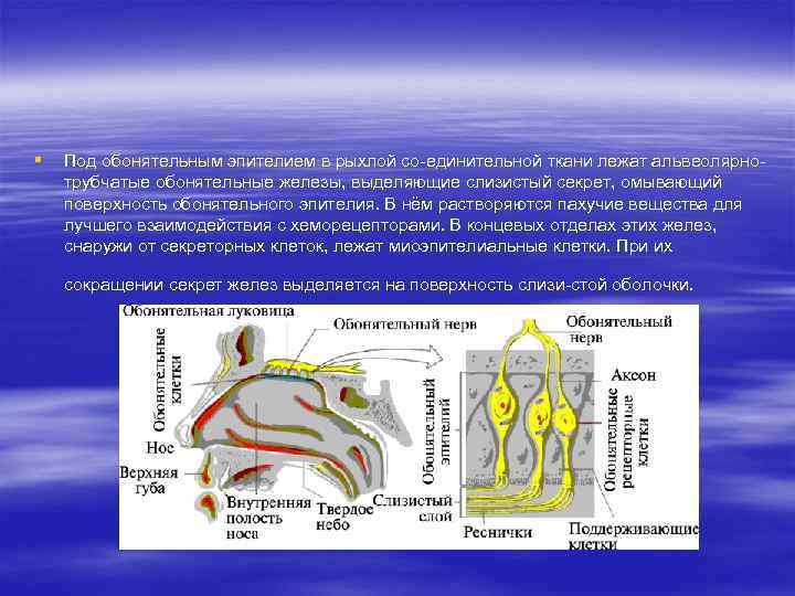 § Под обонятельным эпителием в рыхлой со единительной ткани лежат альвеолярно трубчатые обонятельные железы,