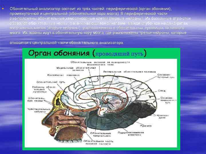 § Обонятельный анализатор состоит из трёх частей: периферической (орган обоняния), промежуточной и центральной (обонятельная