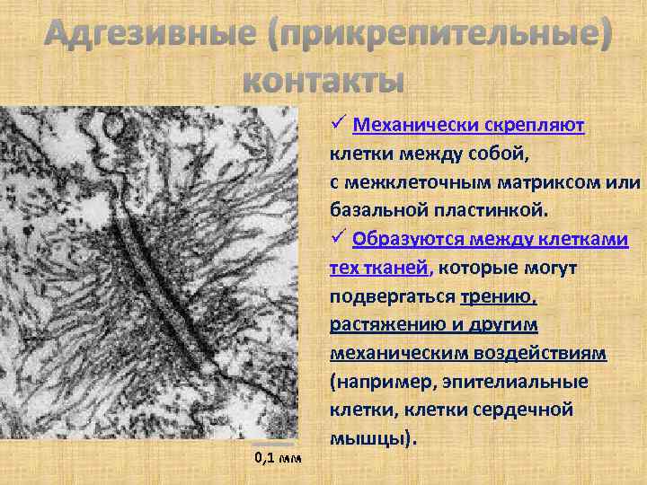  Адгезивные (прикрепительные) контакты 0, 1 мм ü Механически скрепляют клетки между собой, с