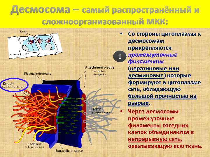 Десмосома – самый распространённый и сложноорганизованный МКК: • Со стороны цитоплазмы к десмосомам прикрепляются