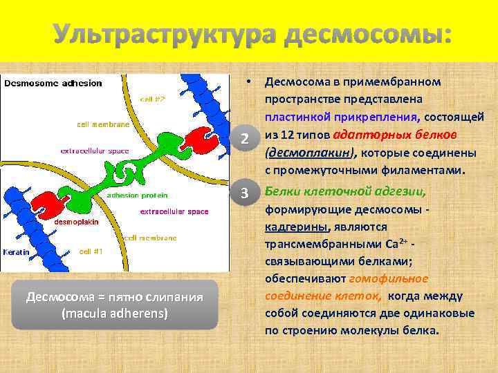  Ультраструктура десмосомы: • 2 Десмосома в примембранном пространстве представлена пластинкой прикрепления, состоящей из