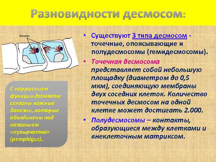 Разновидности десмосом: С нарушением функции десмосом связаны кожные болезни, которые объединены под названием «пузырчатка»