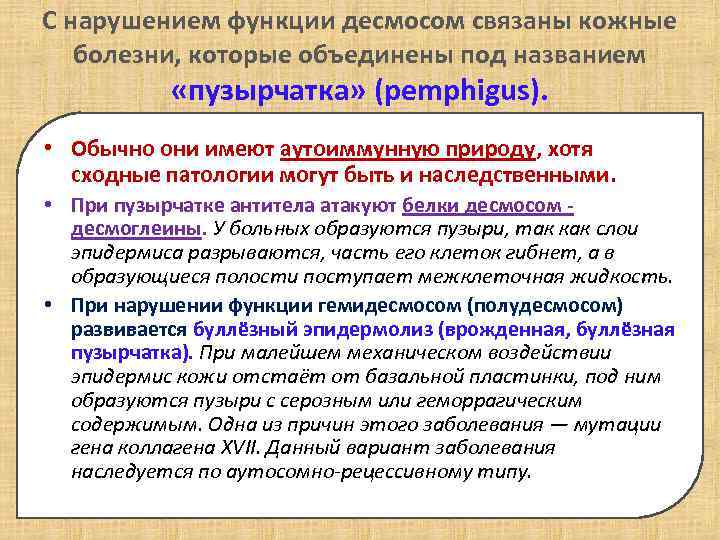 С нарушением функции десмосом связаны кожные болезни, которые объединены под названием «пузырчатка» (pemphigus). •