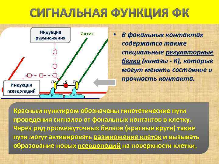 Индукция размножения Индукция псевдоподий актин • В фокальных контактах содержатся также специальные регуляторные белки