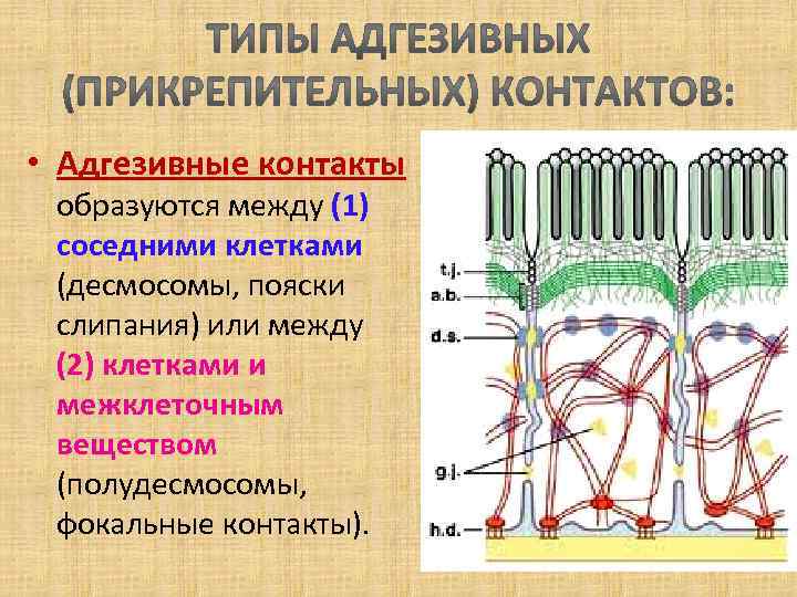  • Адгезивные контакты образуются между (1) соседними клетками (десмосомы, пояски слипания) или между
