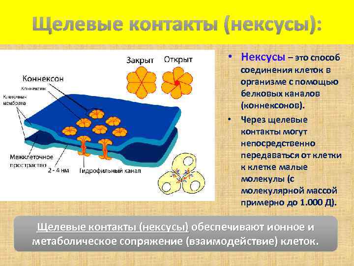 Соединяет клетки