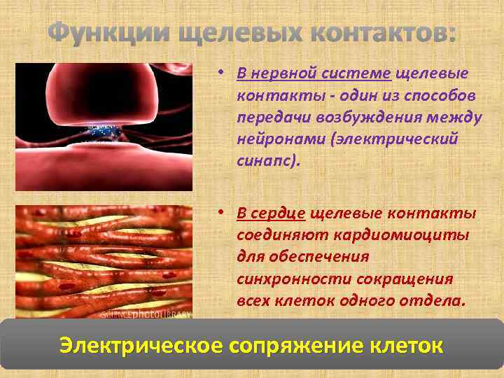 Функции щелевых контактов: • В нервной системе щелевые контакты - один из способов передачи