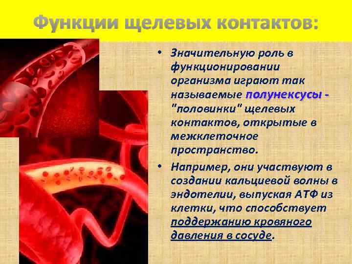 Функции щелевых контактов: • Значительную роль в функционировании организма играют так называемые полунексусы -