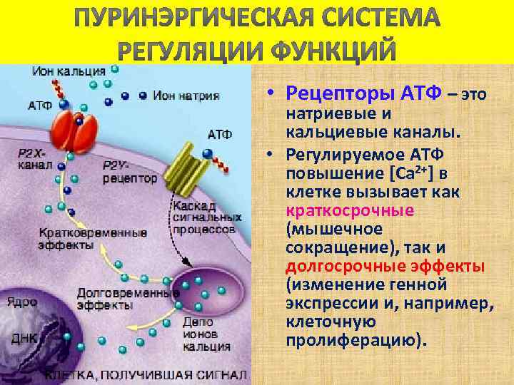  • Рецепторы АТФ – это натриевые и кальциевые каналы. • Регулируемое АТФ повышение