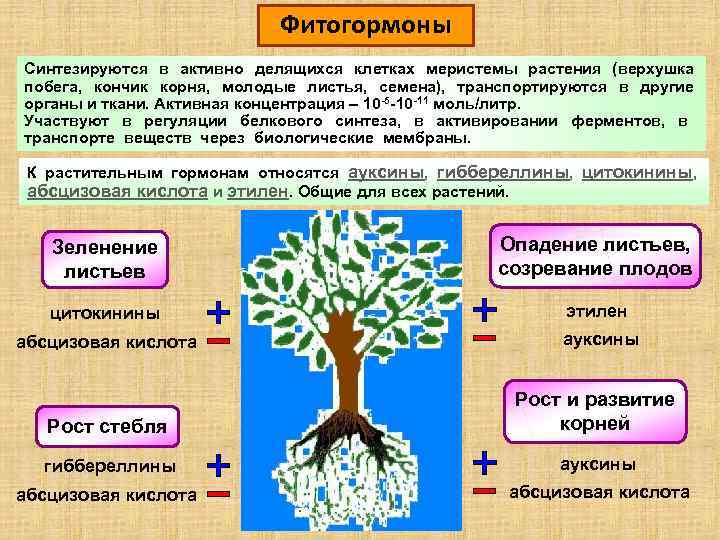 Фитогормоны Синтезируются в активно делящихся клетках меристемы растения (верхушка побега, кончик корня, молодые листья,