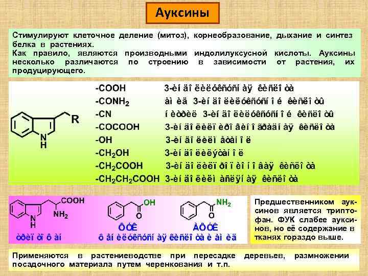 Ауксины Стимулируют клеточное деление (митоз), корнеобразование, дыхание и синтез белка в растениях. Как правило,