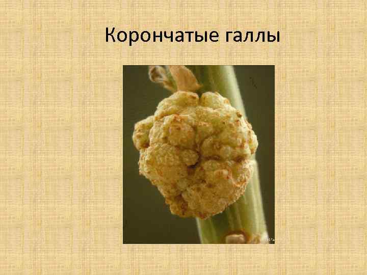 Корончатые галлы 