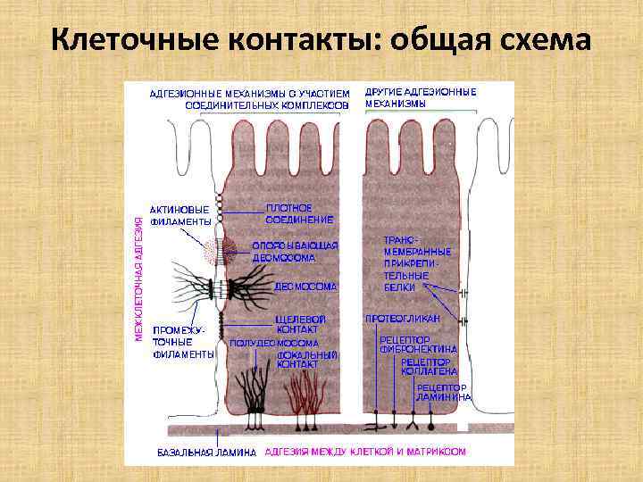 Клеточные контакты: общая схема 