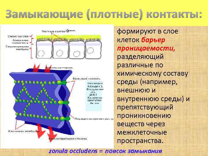 2 слоя клеток