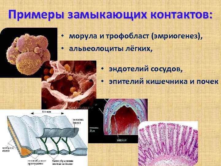 Примеры замыкающих контактов: • морула и трофобласт (эмриогенез), • альвеолоциты лёгких, • эндотелий сосудов,