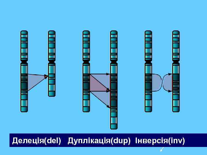 Делеція(del) Дуплікація(dup) Інверсія(inv) 