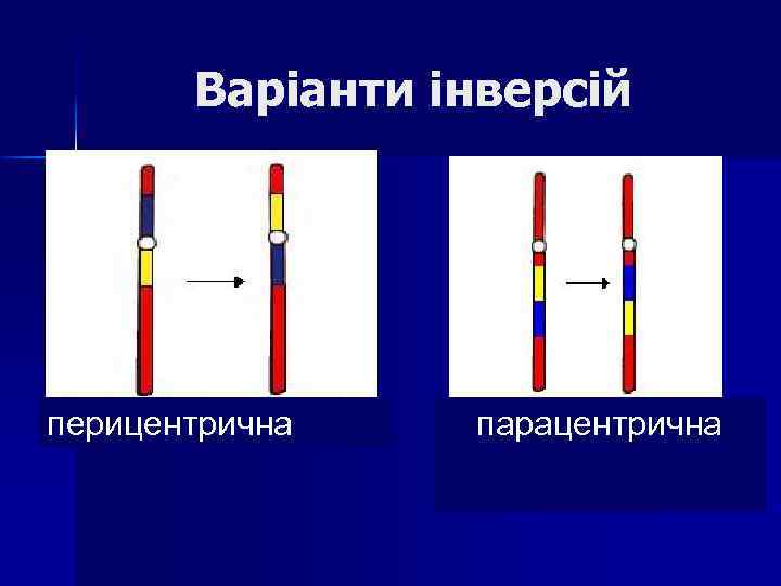 Варіанти інверсій перицентрична парацентрична 