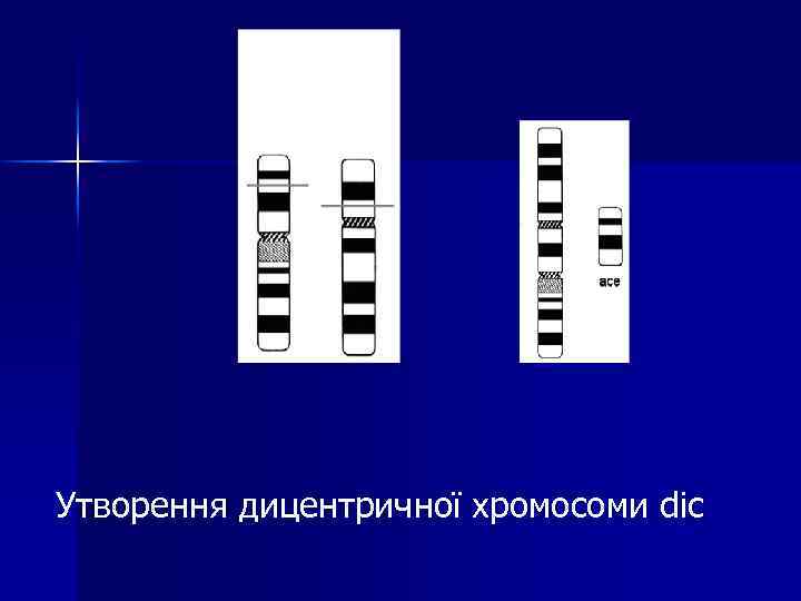 Утворення дицентричної хромосоми dic 