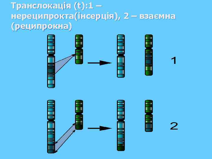 Транслокація (t): 1 – нереципрокта(інсерція), 2 – взаємна (реципрокна) 