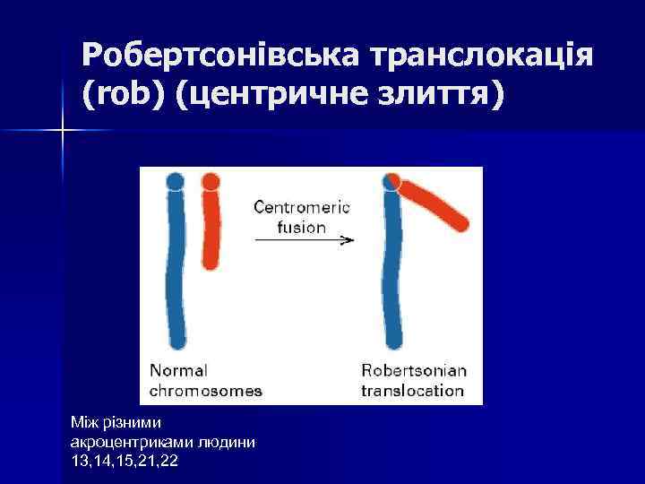 Робертсонівська транслокація (rob) (центричне злиття) Між різними акроцентриками людини 13, 14, 15, 21, 22