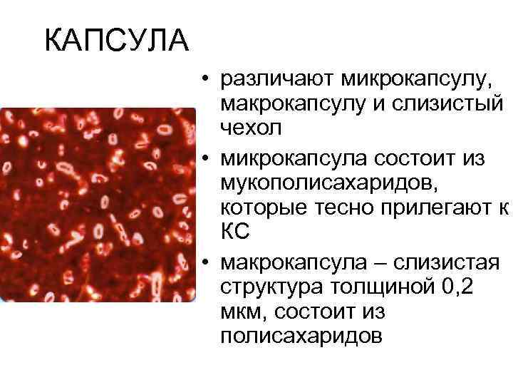 КАПСУЛА • различают микрокапсулу, макрокапсулу и слизистый чехол • микрокапсула состоит из мукополисахаридов, которые