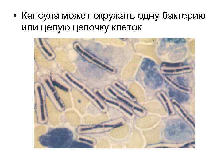  • Капсула может окружать одну бактерию или целую цепочку клеток 