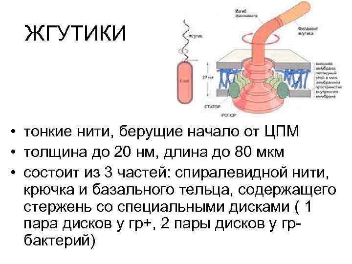 ЖГУТИКИ • тонкие нити, берущие начало от ЦПМ • толщина до 20 нм, длина