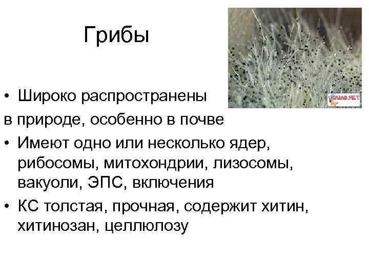 Грибы • Широко распространены в природе, особенно в почве • Имеют одно или несколько