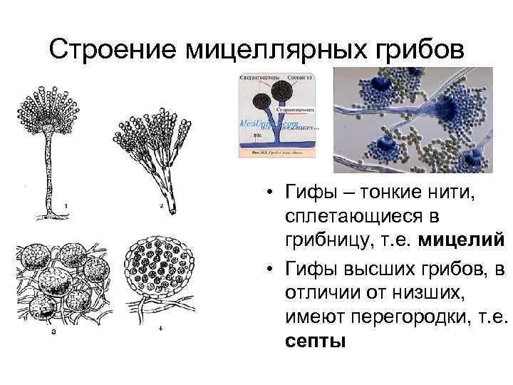 Строение мицеллярных грибов • Гифы – тонкие нити, сплетающиеся в грибницу, т. е. мицелий