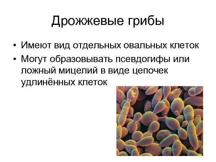 Дрожжевые грибы • Имеют вид отдельных овальных клеток • Могут образовывать псевдогифы или ложный