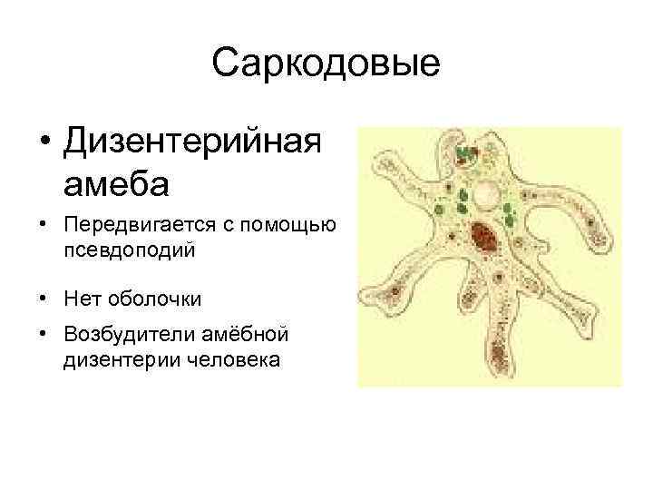 Саркодовые • Дизентерийная амеба • Передвигается с помощью псевдоподий • Нет оболочки • Возбудители