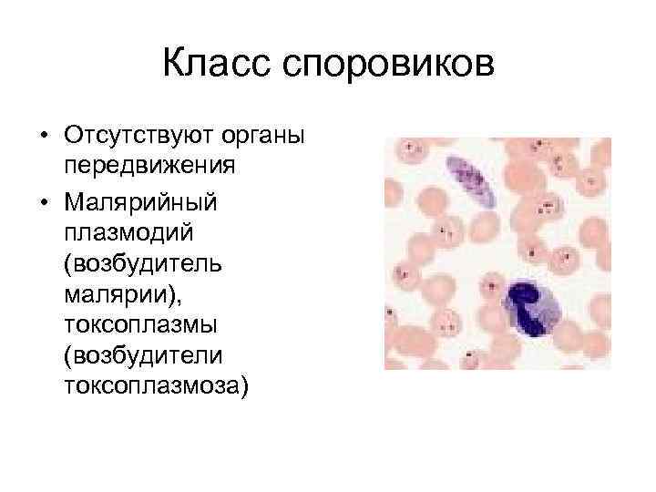 Класс споровиков • Отсутствуют органы передвижения • Малярийный плазмодий (возбудитель малярии), токсоплазмы (возбудители токсоплазмоза)