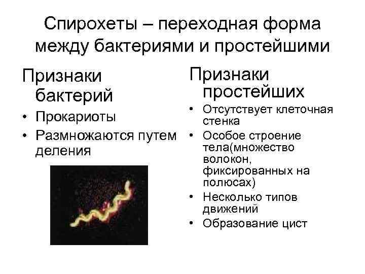 Спирохеты – переходная форма между бактериями и простейшими Признаки бактерий Признаки простейших • Отсутствует