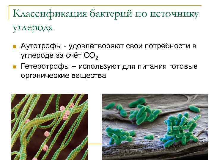 Бактерии и углерод
