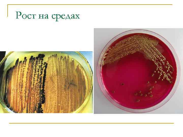 Рост на средах 