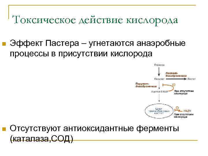Токсическое действие кислорода n Эффект Пастера – угнетаются анаэробные процессы в присутствии кислорода n