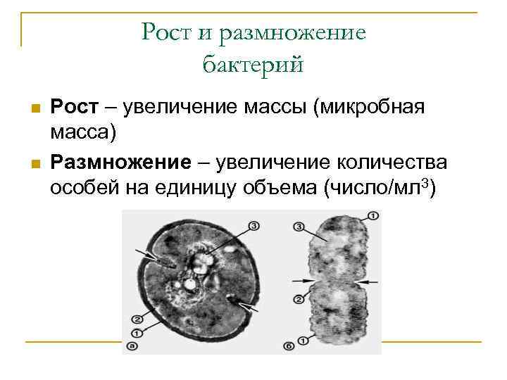 Рост и размножение бактерий n n Рост – увеличение массы (микробная масса) Размножение –