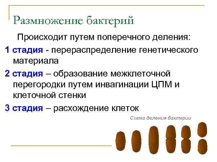 Размножение бактерий Происходит путем поперечного деления: 1 стадия - перераспределение генетического материала 2 стадия