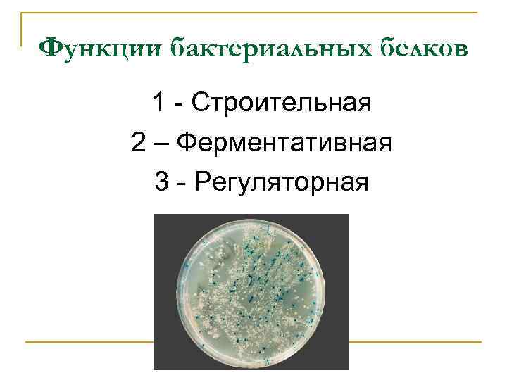 Функции бактериальных белков 1 - Строительная 2 – Ферментативная 3 - Регуляторная 